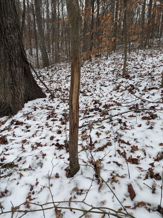 Braun pic 6 - Copy (2)