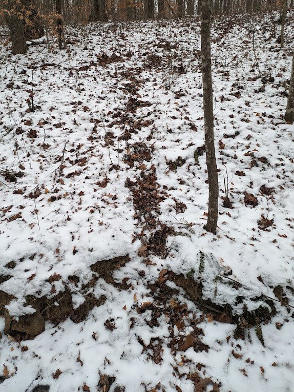 Braun pic 7 - Copy (2)